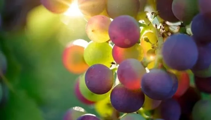 Love Grapes? Thank the Extinction of Dinosaur as Scientists Discover 60-million-year-old Secret